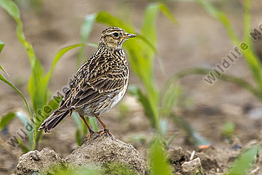 Feldlerche (Alauda arvensis)