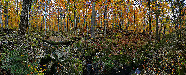 Europäischer Primärurwald Panorama