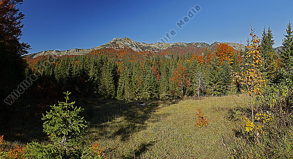 Dürrenstein Panorama Herbst