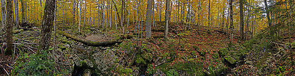 Europäischer Primärurwald Panorama