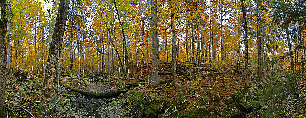 Europäischer Primärurwald Panorama