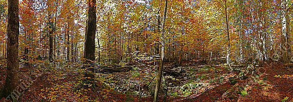 Europäischer Primärurwald Panorama