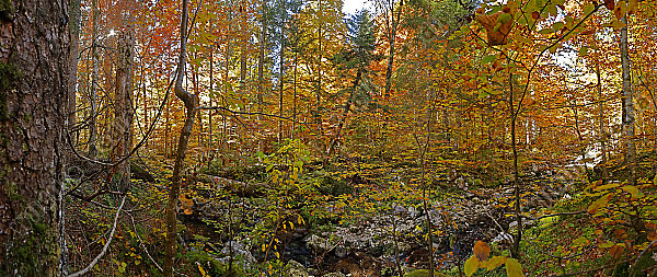 Europäischer Primärurwald Panorama