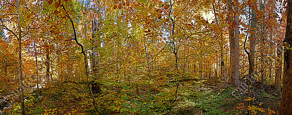 Europäischer Primärurwald Panorama