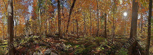 Europäischer Primärurwald Panorama