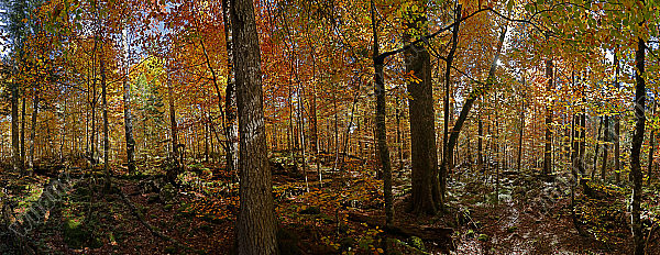 Europäischer Primärurwald Panorama