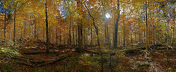 Europäischer Primärurwald Panorama