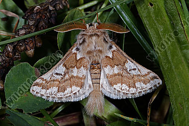 Zahnspinner Lanzarote Männchen