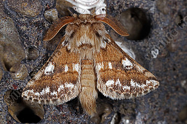 Zahnspinner Lanzarote Männchen