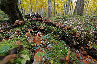 Baumpilze im Urwald