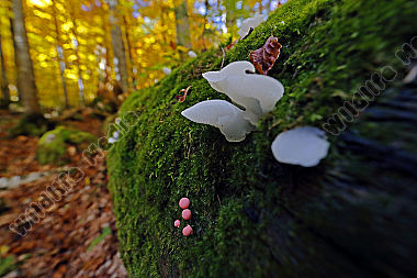 Eispilz mit Blutmilchpilz im Urwald