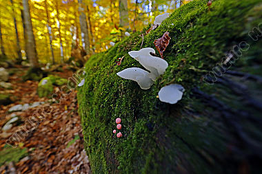 Eispilz mit Blutmilchpilz im Urwald