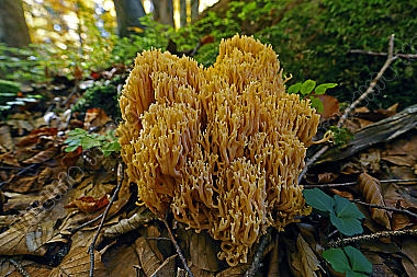 Flattrige Fichtenkoralle im Urwald