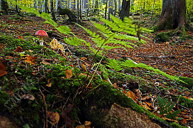 Fliegenpilz im Urwald