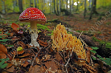 Fliegenpilz im Urwald