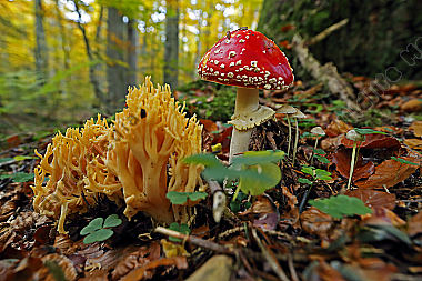 Fliegenpilz im Urwald