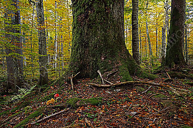 Fliegenpilz im Urwald
