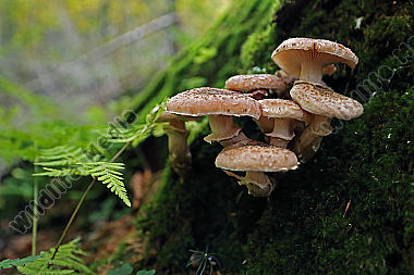 Hallimasch im Urwald