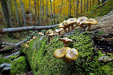Hallimasch im Urwald