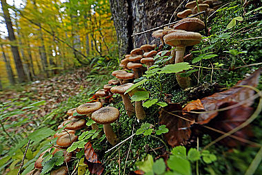 Hallimasch im Urwald