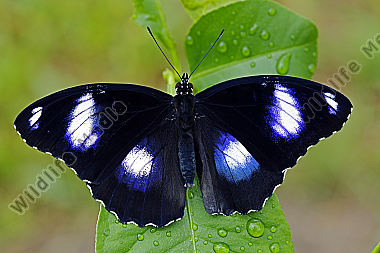 Gewöhnliche Eierfliege Männchen
