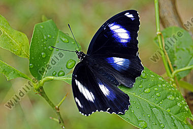 Gewöhnliche Eierfliege Männchen