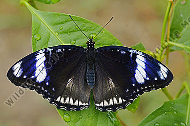 Gewöhnliche Eierfliege Weibchen
