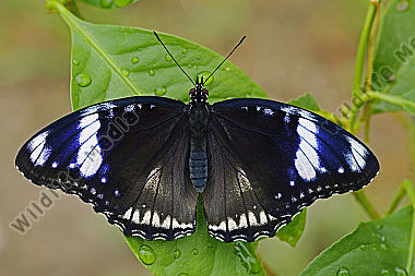 Gewöhnliche Eierfliege Weibchen