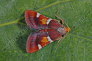 Zünsler regalis
