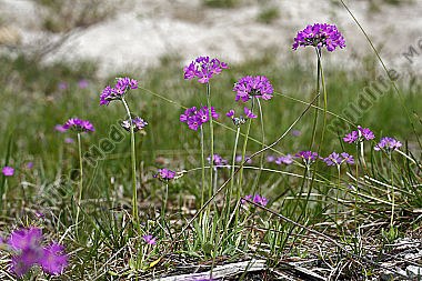 Mehlprimel