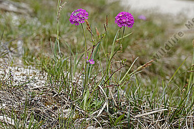 Mehlprimel