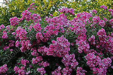 Gartenrose