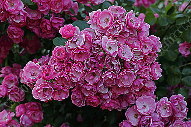 Gartenrose
