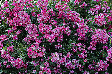 Gartenrose