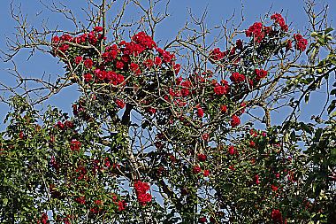 Gartenrose