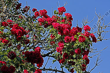 Gartenrose