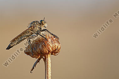 Barbarossa Raubfliege