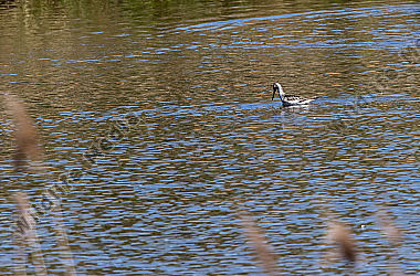 Eine Pfuhlschnepfe auf dem Durchzug machte im Mai 2019 Rast am Oekosee in Dillingen