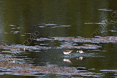 Ein Waldwasserläufer im Naturschutzgebiet Spießbrücke bei Worms