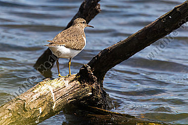 Flussuferläufer bei der Nahrungssuche