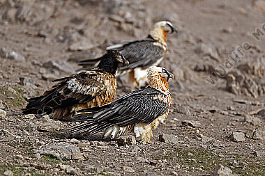 Bartgeier Familie