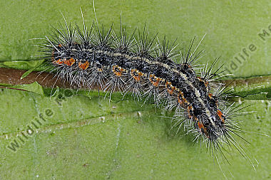 Bärenspinner Marokko Raupe