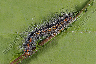 Bärenspinner Marokko Raupe