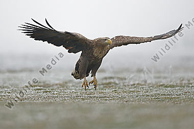 Seeadler Altvogel