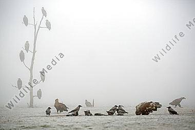 Seeadler Gruppe im Nebel
