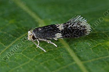 Zwergminiermotte Stigmella sp