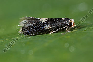 Zwergminiermotte Stigmella sp