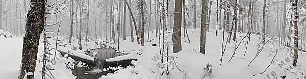 Großer Urwald Winter Panorama