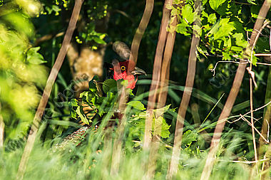 Fasan auf einer Wiese