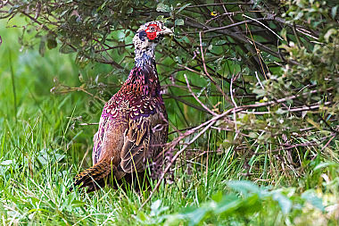 Fasan auf einer Wiese
